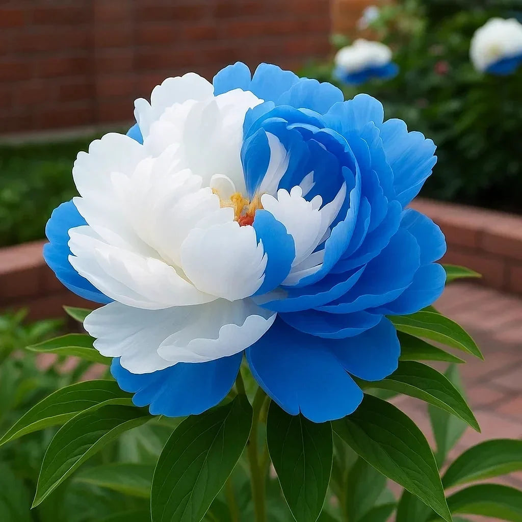 🌺Rare Double Peony Flowers✨Large, Vibrant Blooms for a Stunning Garden 🌿