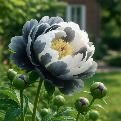 🌺Rare Double Peony Flowers✨Large, Vibrant Blooms for a Stunning Garden 🌿
