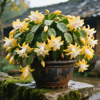 🌈🦀Mix Colors Schlumbergera Bulbs– Easy-Care Blooms in Every Shade, Even in Winter ❄️