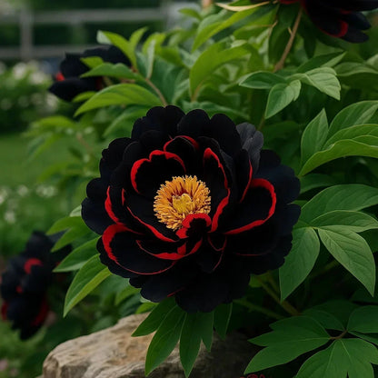 🌺Rare Double Peony Flowers✨Large, Vibrant Blooms for a Stunning Garden 🌿