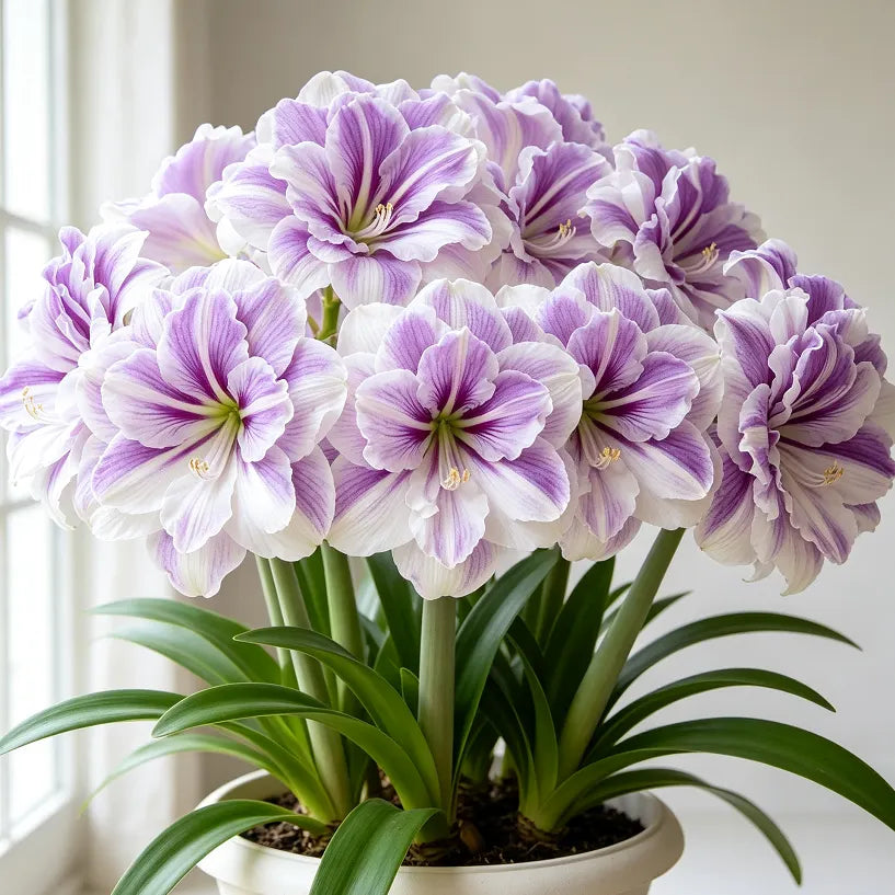 🌺 Giant Double Perfume Amaryllis Bulbs ✨ Fragrant Showy Blooms