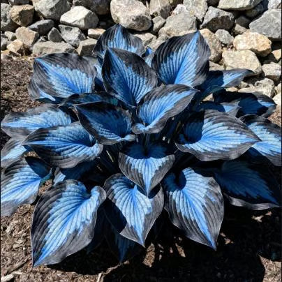 💥2026 Hot Sale 🌌Hosta Seeds Perennial Shade Plant for Garden