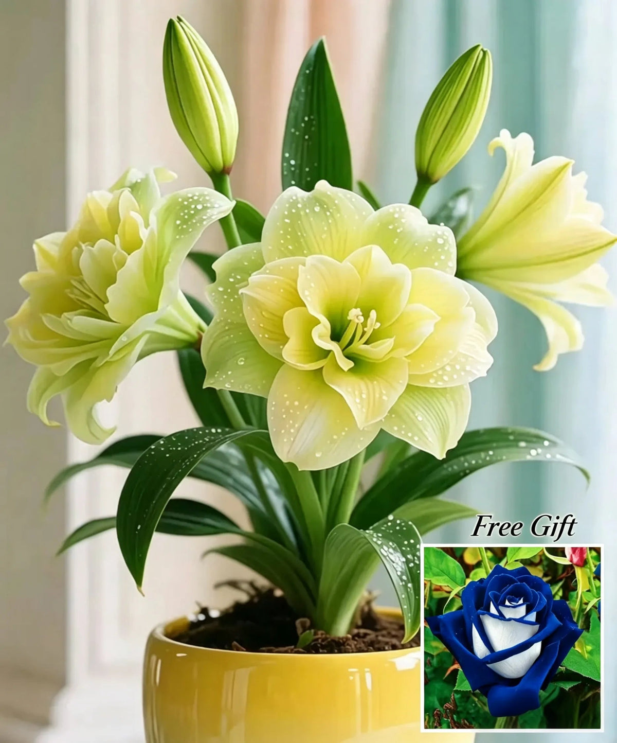 🌺 Amaryllis Bulbs– Dramatic Blooms, Effortless Grace! 🌿✨