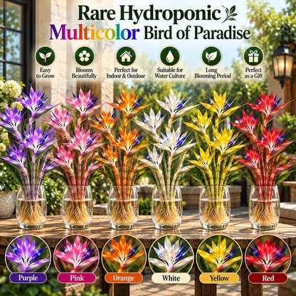 💧🪴 Rare Hydroponic Bamboo Bird of Paradise – Exotic Tropical Blooms🌺