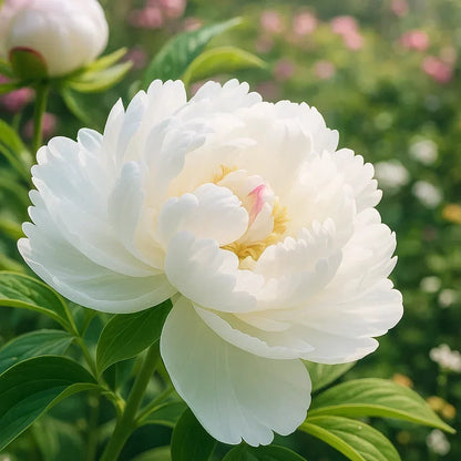 🌺Rare Double Peony Flowers✨Large, Vibrant Blooms for a Stunning Garden 🌿