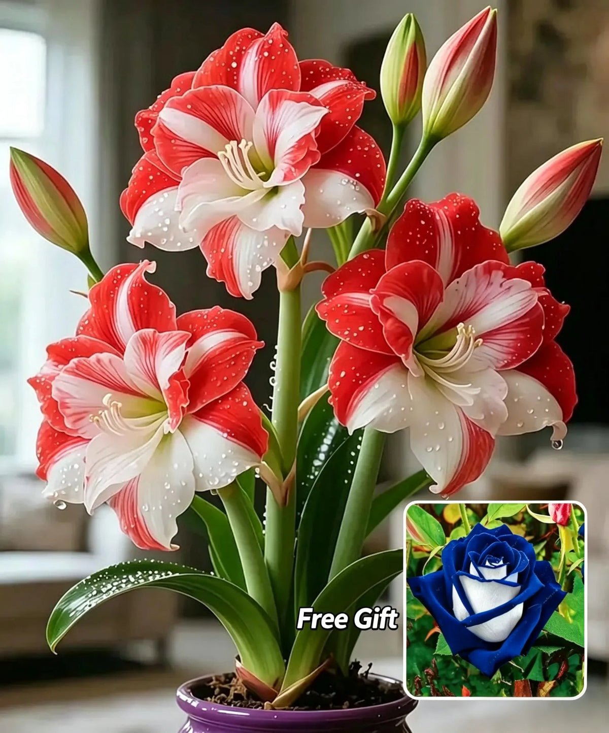 🌺 Amaryllis Bulbs– Dramatic Blooms, Effortless Grace! 🌿✨
