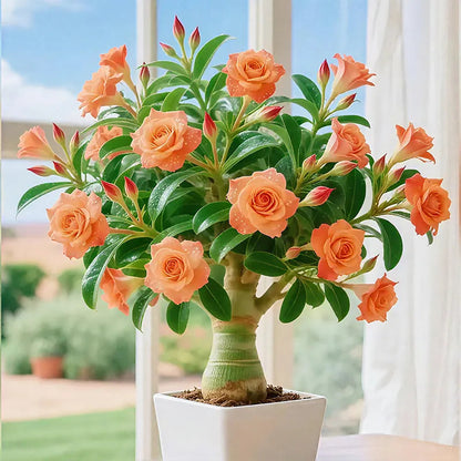 🌵 DESERT ROSE BULBS– EXOTIC BLOOMS, EFFORTLESS BEAUTY! 🌺✨