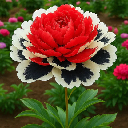 🌺Rare Double Peony Flowers✨Large, Vibrant Blooms for a Stunning Garden 🌿