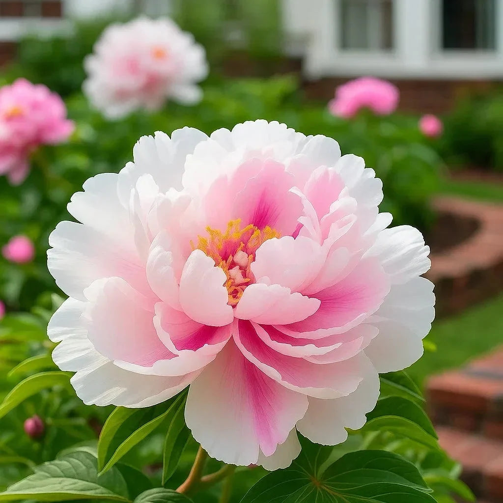 🌺Rare Double Peony Flowers✨Large, Vibrant Blooms for a Stunning Garden 🌿