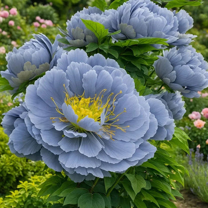 🌺Rare Double Peony Flowers✨Large, Vibrant Blooms for a Stunning Garden 🌿