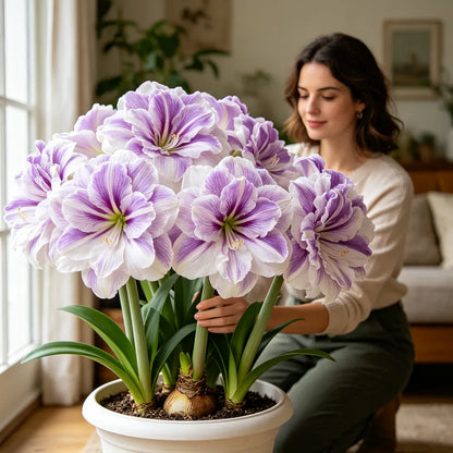 🌺 Giant Double Perfume Amaryllis Bulbs ✨ Fragrant Showy Blooms