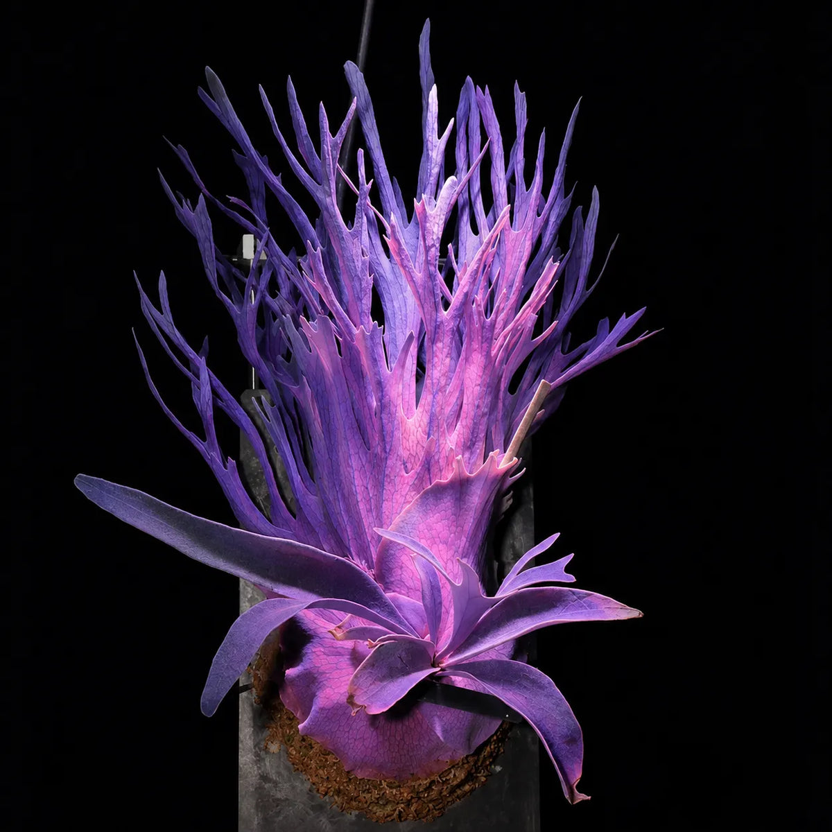 🦌 Rare Rainbow Staghorn Fern — Living Botanical Wall Sculpture