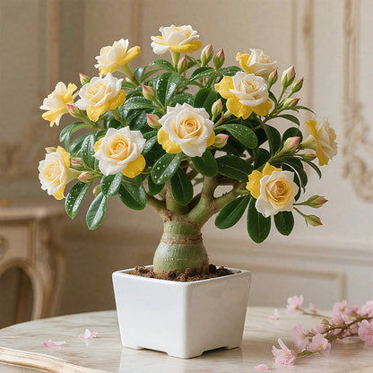🌵 DESERT ROSE BULBS– EXOTIC BLOOMS, EFFORTLESS BEAUTY! 🌺✨