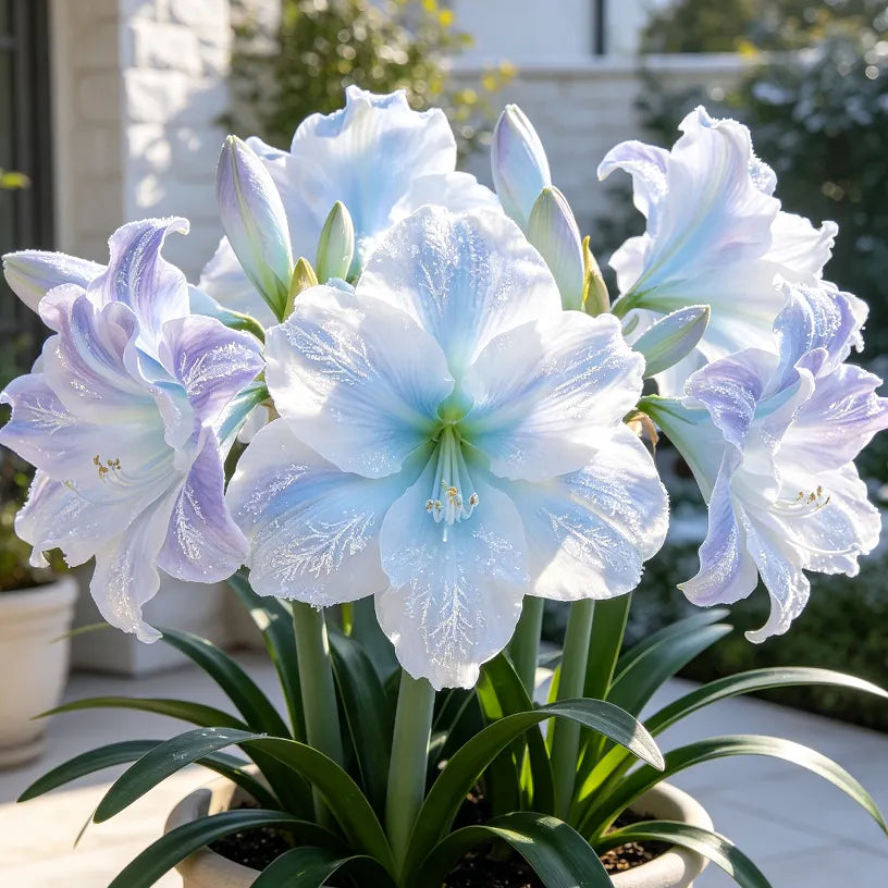 🌺 Giant Double Perfume Amaryllis Bulbs ✨ Fragrant Showy Blooms