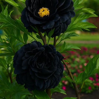 🌺Rare Double Peony Flowers✨Large, Vibrant Blooms for a Stunning Garden 🌿
