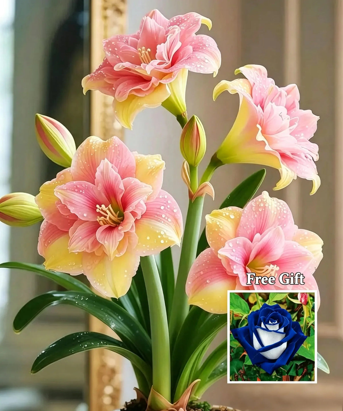 🌺 Amaryllis Bulbs– Dramatic Blooms, Effortless Grace! 🌿✨
