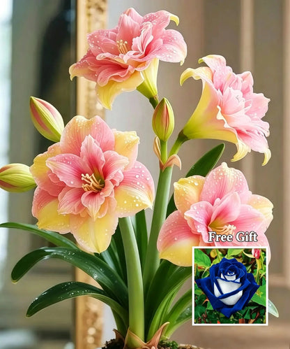 🌺 Amaryllis Bulbs– Dramatic Blooms, Effortless Grace! 🌿✨