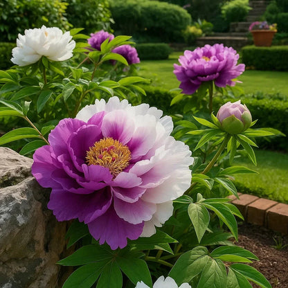 🌺Rare Double Peony Flowers✨Large, Vibrant Blooms for a Stunning Garden 🌿