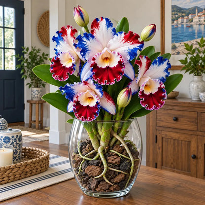 💎 Rare Ruffled Cattleya Orchid Rooted Pseudobulbs – Giant Exotic Bloom