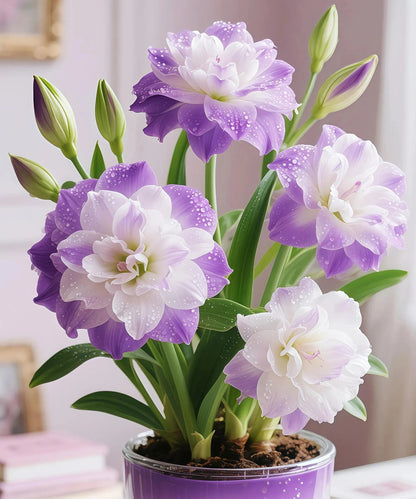 🌺 Amaryllis Bulbs– Dramatic Blooms, Effortless Grace! 🌿✨