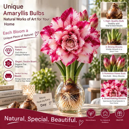 🌺 Amaryllis Bulbs– Dramatic Blooms, Effortless Grace! 🌿✨