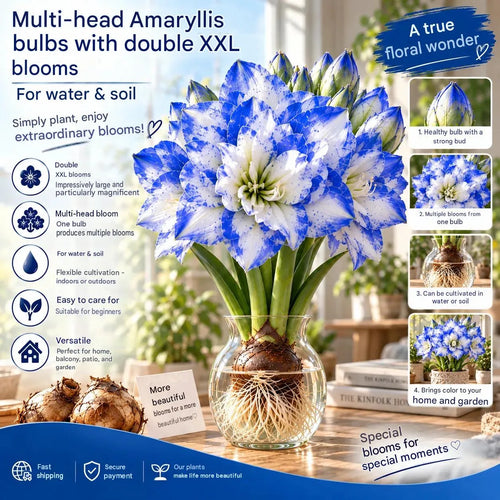 🌺 Amaryllis Bulbs– Dramatic Blooms, Effortless Grace! 🌿✨