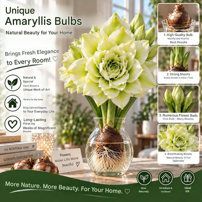 🌺 Amaryllis Bulbs– Dramatic Blooms, Effortless Grace! 🌿✨