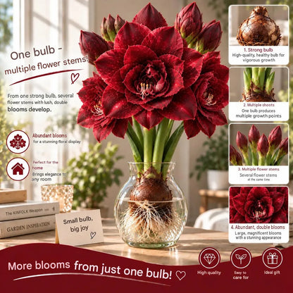 🌺 Amaryllis Bulbs– Dramatic Blooms, Effortless Grace! 🌿✨