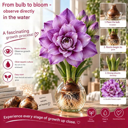 🌺 Amaryllis Bulbs– Dramatic Blooms, Effortless Grace! 🌿✨