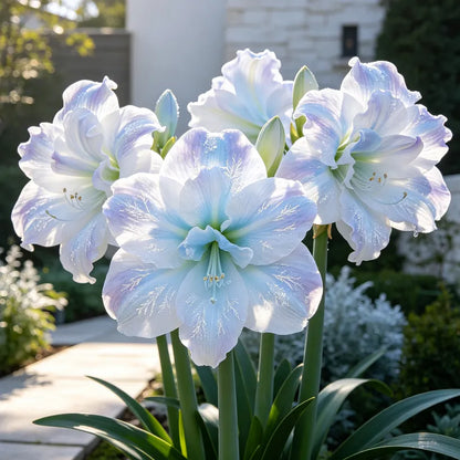 🌺 Giant Double Perfume Amaryllis Bulbs ✨ Fragrant Showy Blooms
