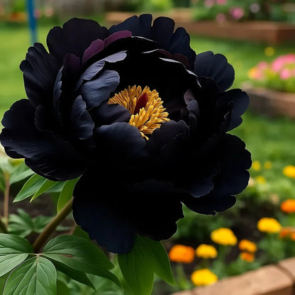 🌺Rare Double Peony Flowers✨Large, Vibrant Blooms for a Stunning Garden 🌿