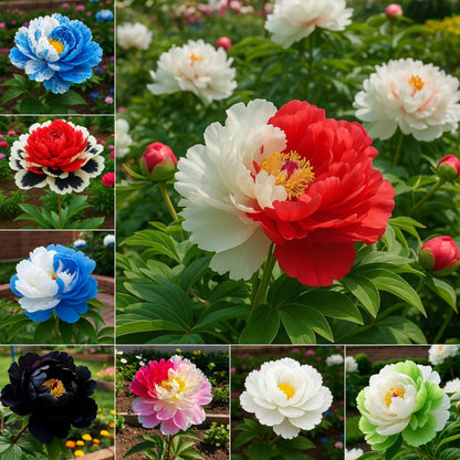 🌺Rare Double Peony Flowers✨Large, Vibrant Blooms for a Stunning Garden 🌿