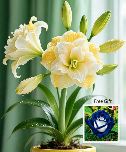 🌺 Amaryllis Bulbs– Dramatic Blooms, Effortless Grace! 🌿✨