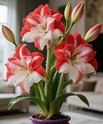 🌺 Amaryllis Bulbs– Dramatic Blooms, Effortless Grace! 🌿✨