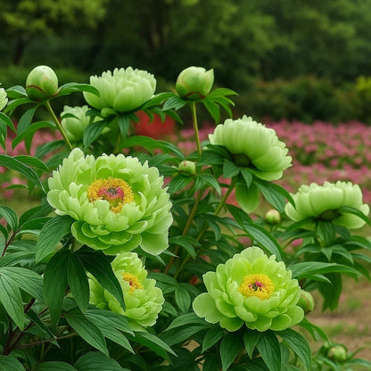 🌺Rare Double Peony Flowers✨Large, Vibrant Blooms for a Stunning Garden 🌿