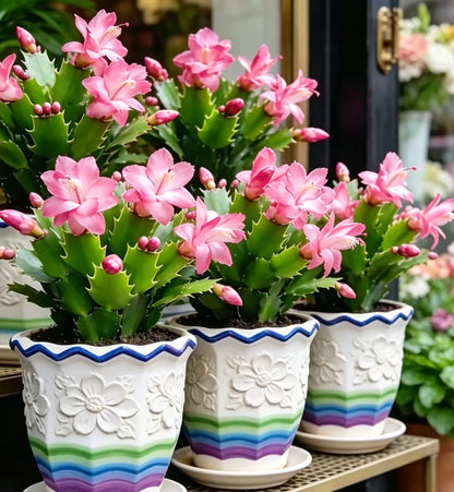 🌈🦀Mix Colors Schlumbergera Bulbs– Easy-Care Blooms in Every Shade, Even in Winter ❄️