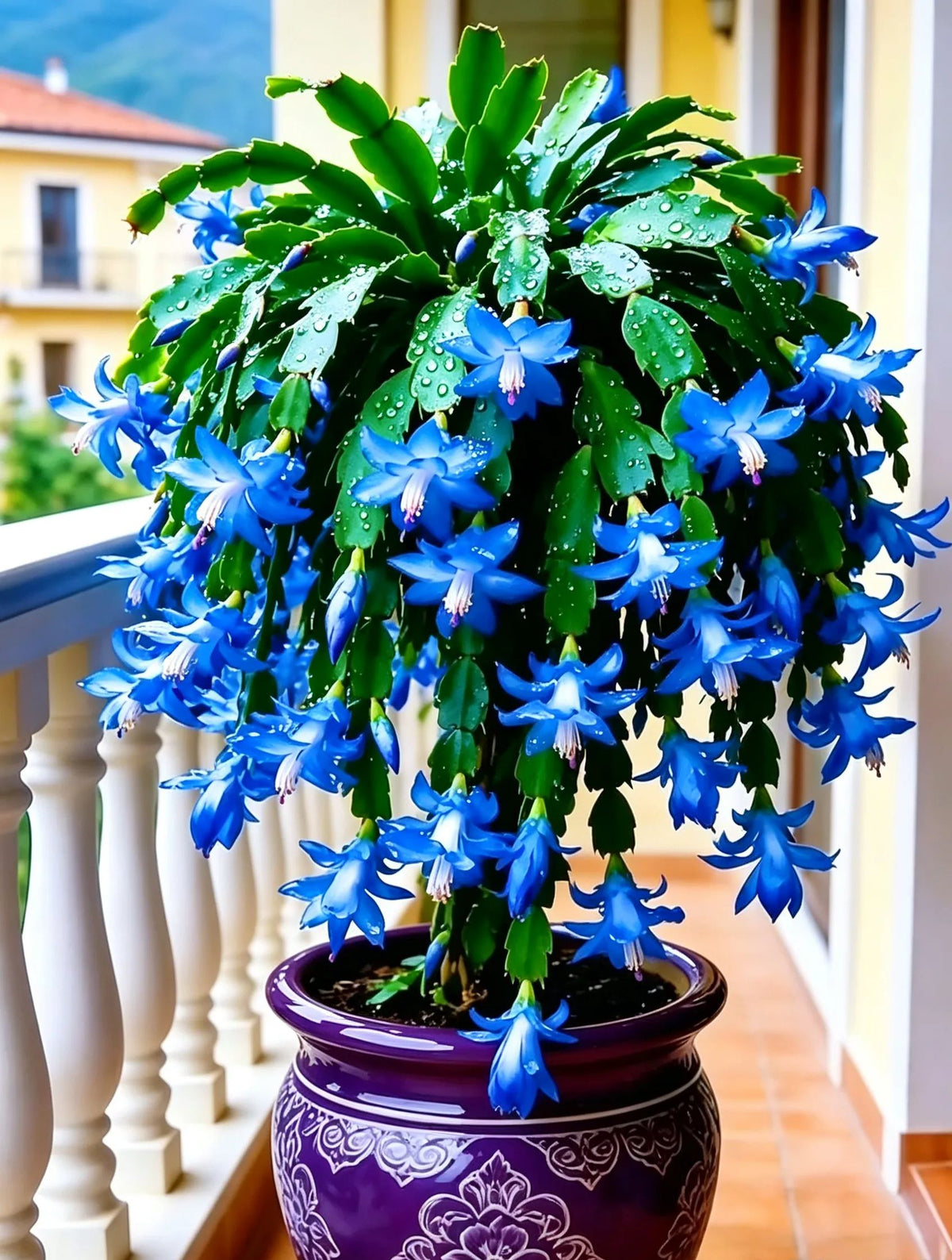 🌈🦀Mix Colors Schlumbergera Bulbs– Easy-Care Blooms in Every Shade, Even in Winter ❄️