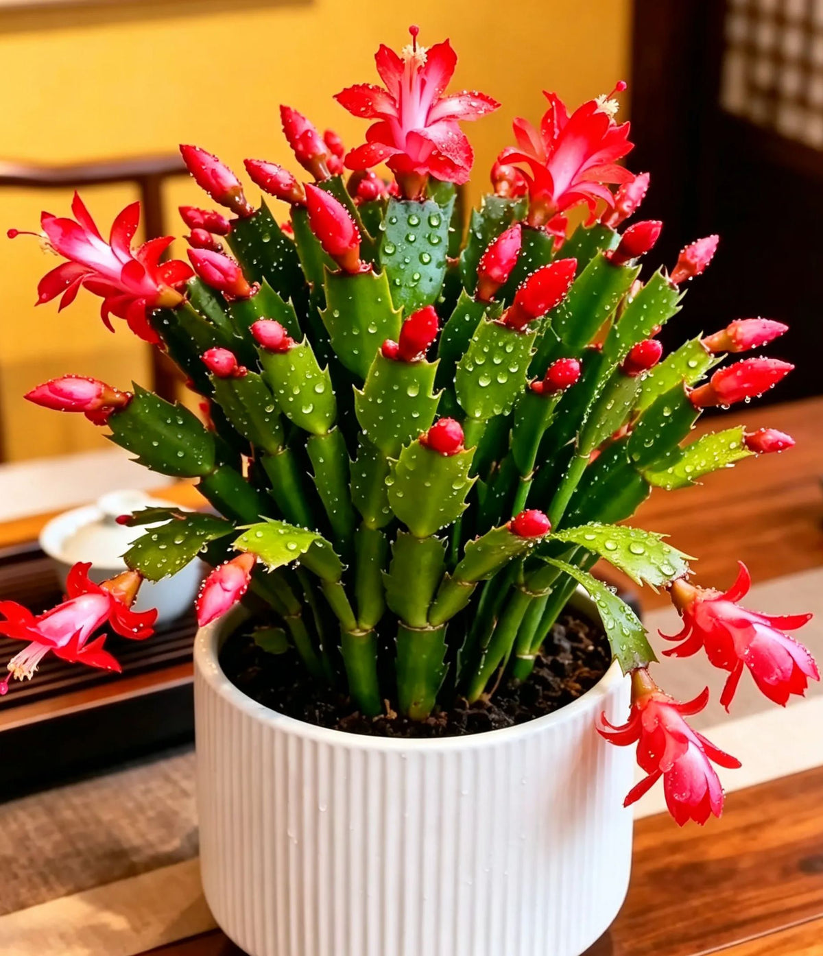 🌈🦀Mix Colors Schlumbergera Bulbs– Easy-Care Blooms in Every Shade, Even in Winter ❄️