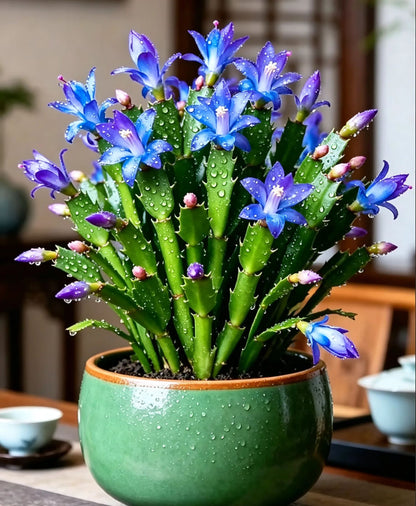 🌈🦀Mix Colors Schlumbergera Bulbs– Easy-Care Blooms in Every Shade, Even in Winter ❄️